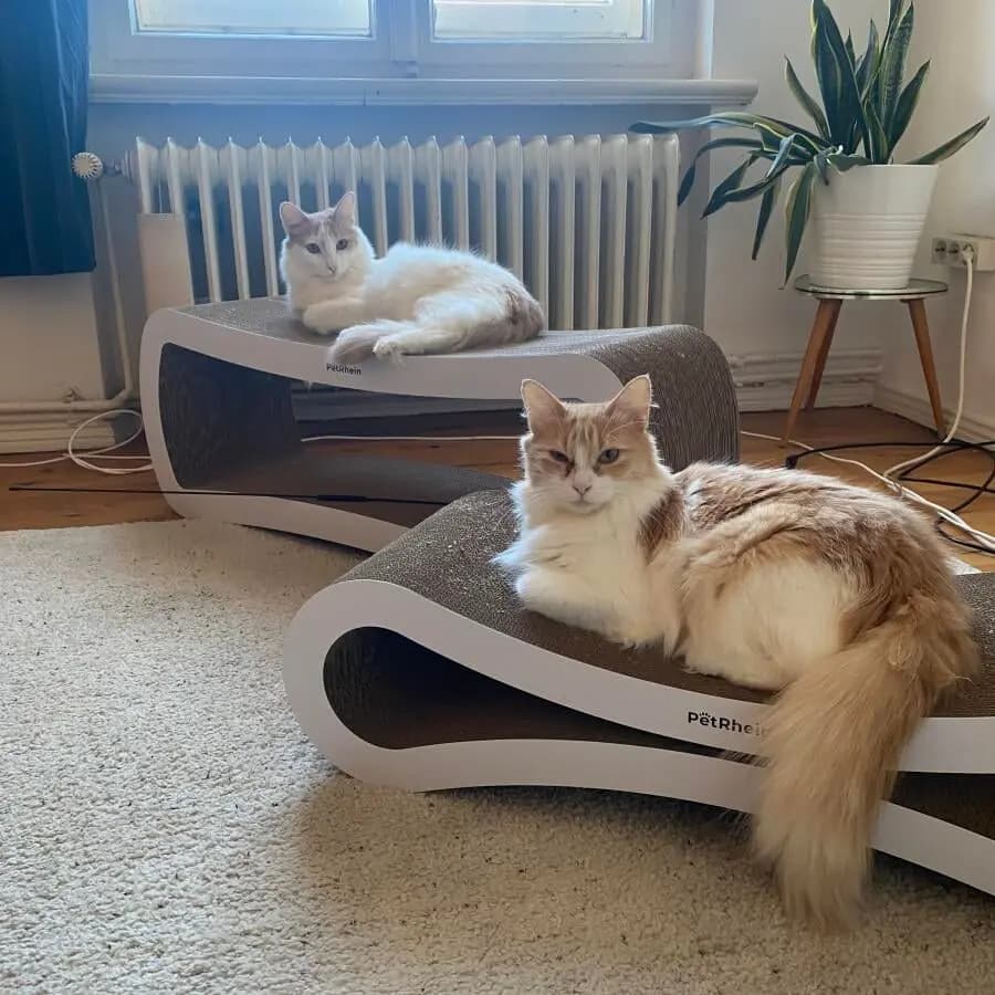 Kundenfoto: Katze auf einem AstroPet Kratzmöbel