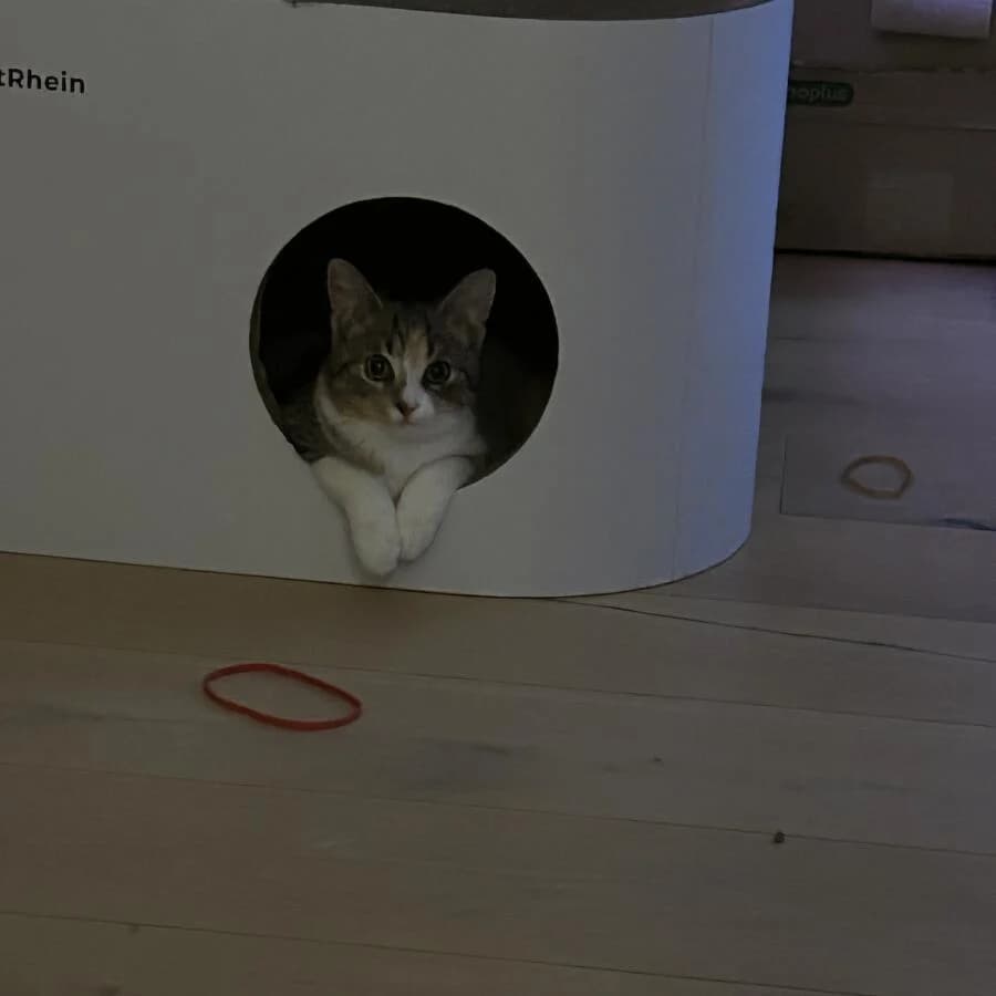 Kundenfoto: Katze auf einem AstroPet Kratzmöbel