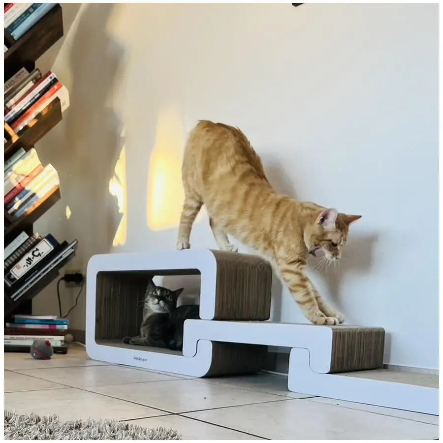 Kundenfoto: Katze auf einem AstroPet Kratzmöbel
