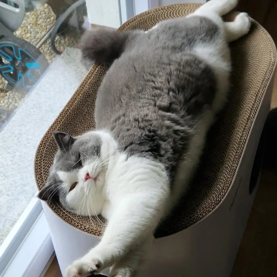 Kundenfoto: Katze auf einem AstroPet Kratzmöbel