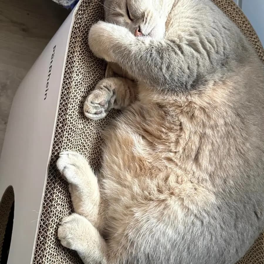 Kundenfoto: Katze auf einem AstroPet Kratzmöbel