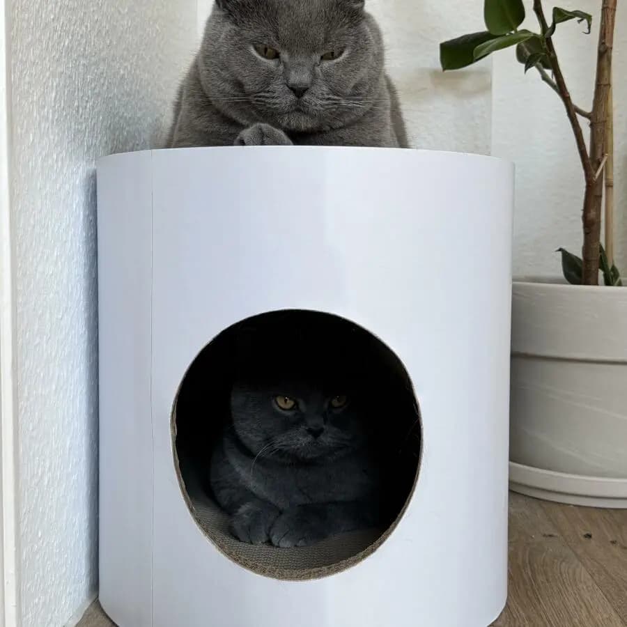 Kundenfoto: Katze auf einem AstroPet Kratzmöbel