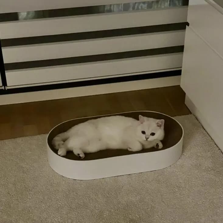 Kundenfoto: Katze auf einem AstroPet Kratzmöbel