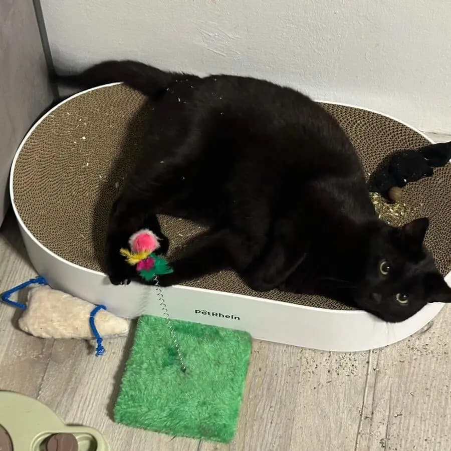 Kundenfoto: Katze auf einem AstroPet Kratzmöbel