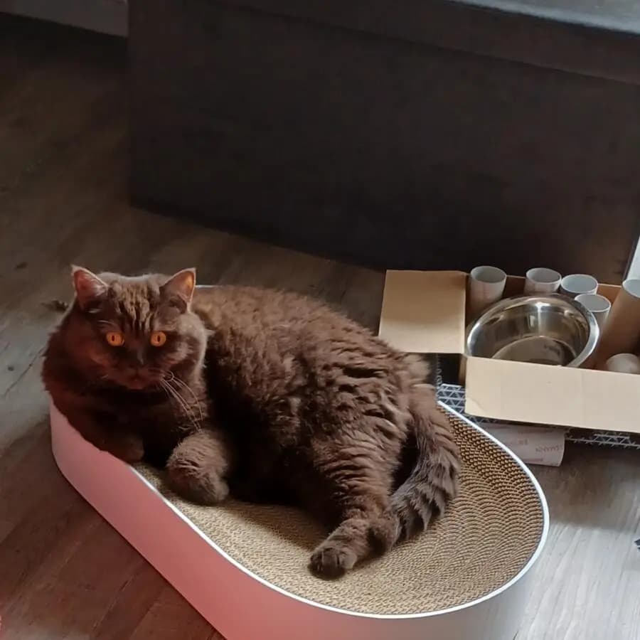 Kundenfoto: Katze auf einem AstroPet Kratzmöbel