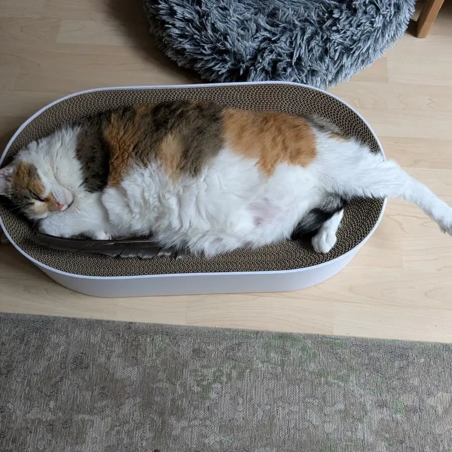 Kundenfoto: Katze auf einem AstroPet Kratzmöbel