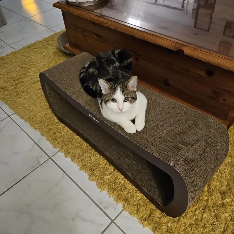 Kundenfoto: Katze auf einem AstroPet Kratzmöbel