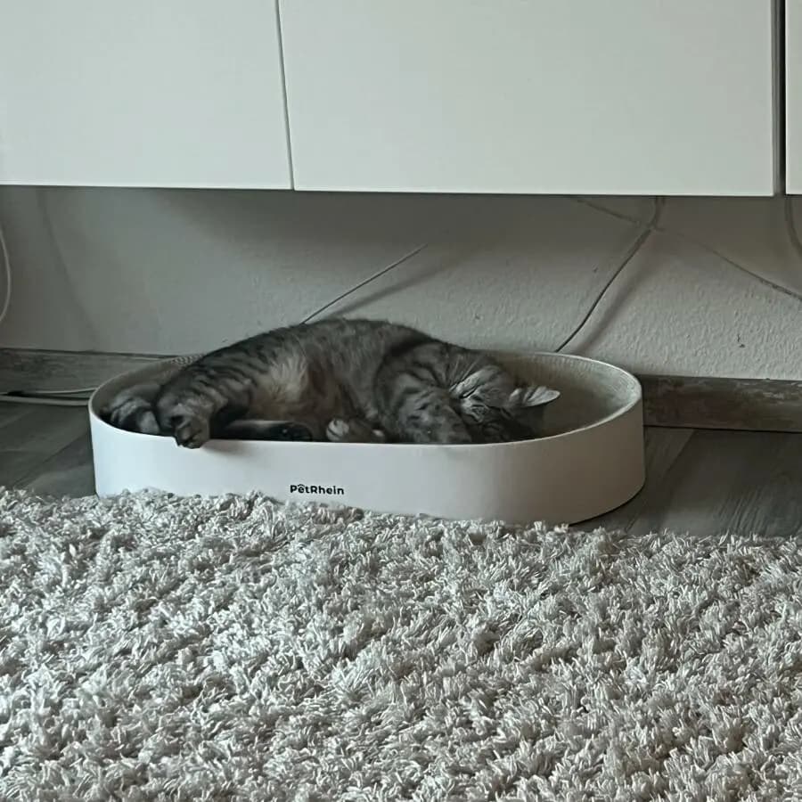 Kundenfoto: Katze auf einem AstroPet Kratzmöbel