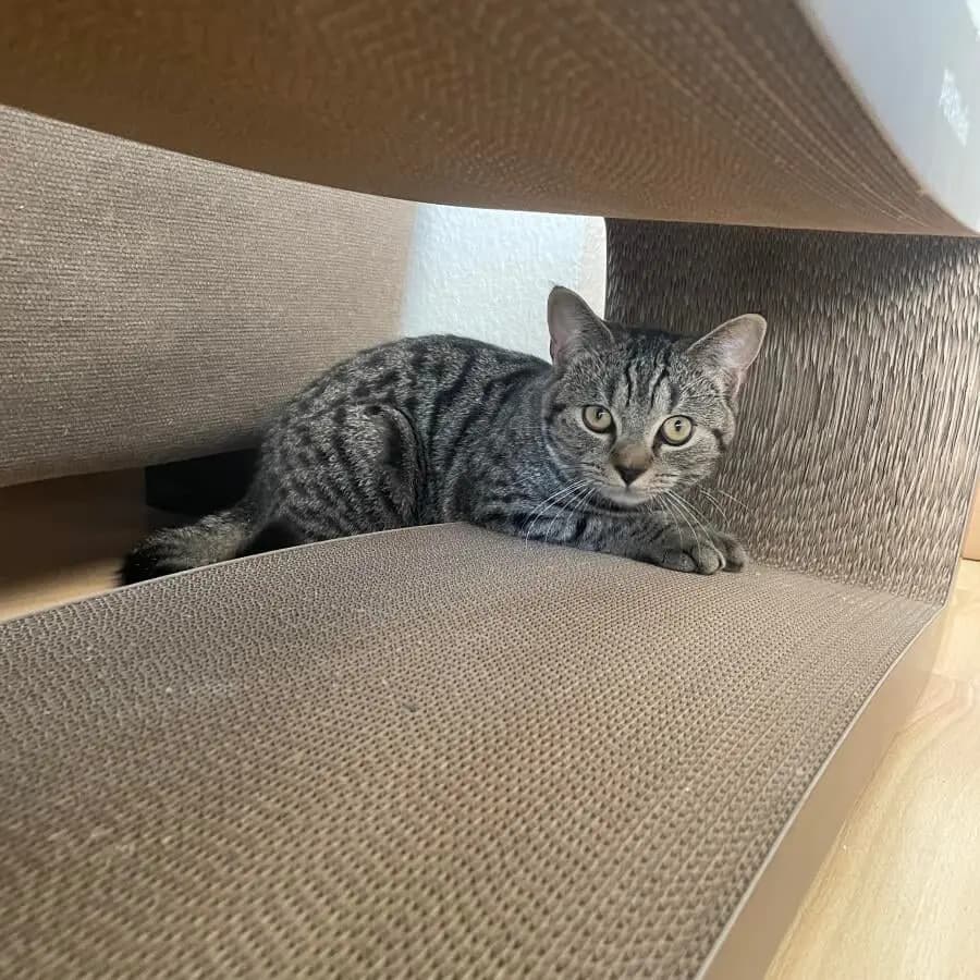 Kundenfoto: Katze auf einem AstroPet Kratzmöbel