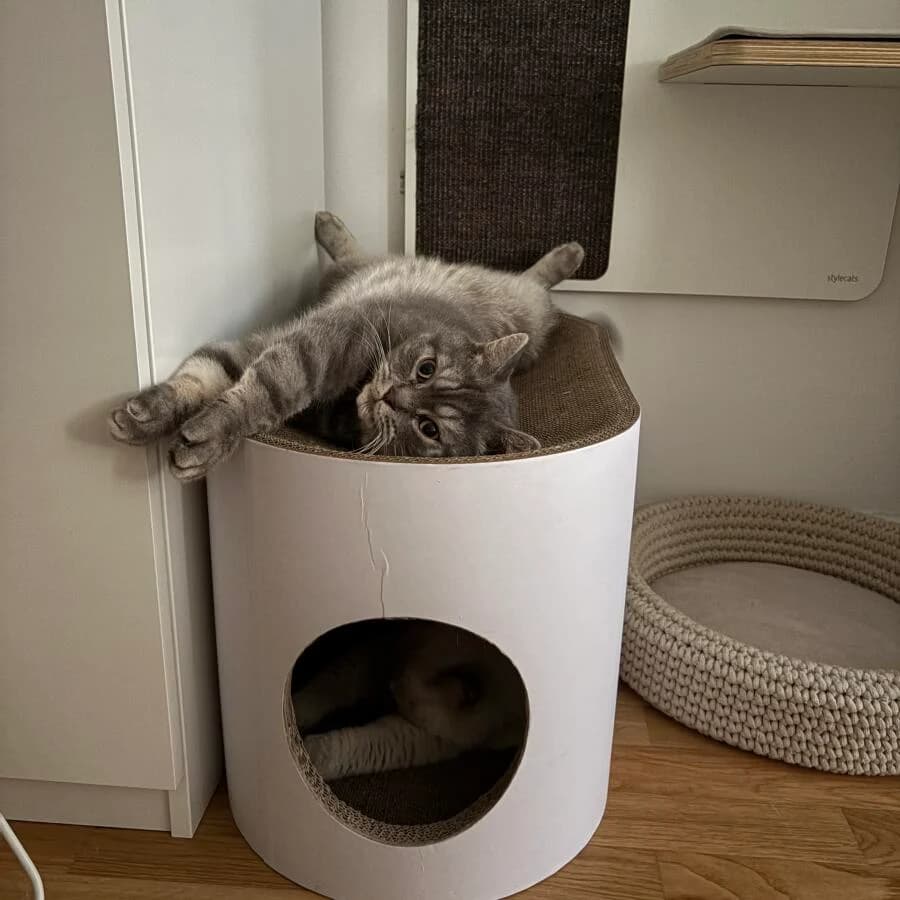 Kundenfoto: Katze auf einem AstroPet Kratzmöbel