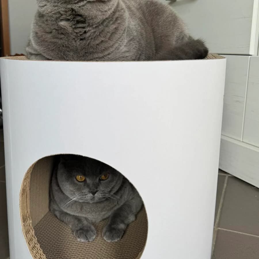 Kundenfoto: Katze auf einem AstroPet Kratzmöbel