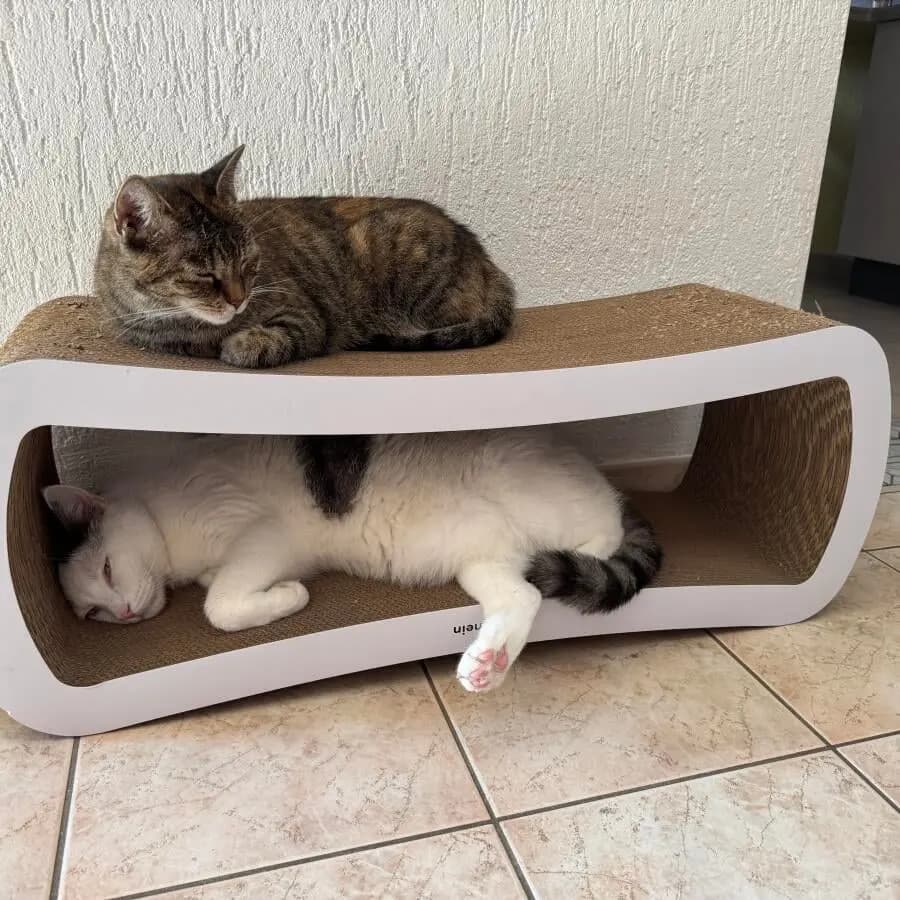 Kundenfoto: Katze auf einem AstroPet Kratzmöbel