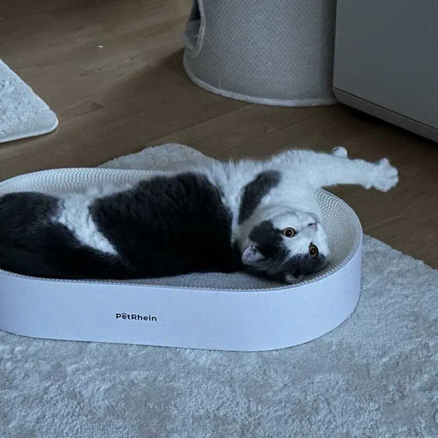 Kundenfoto: Katze auf einem AstroPet Kratzmöbel