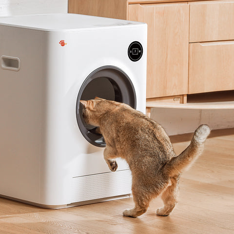 Selbstreinigende Katzentoilette-Training: So klappt es mit der Sauberkeit 🚽😼